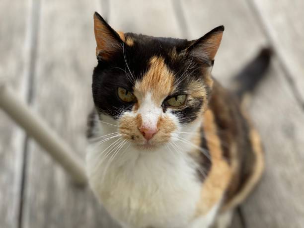 istock Cat portrait close up 1225340052