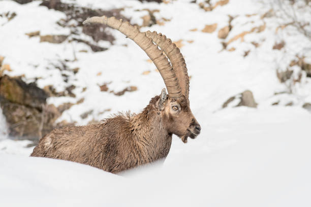 istock The  mighty ibex wrapped by snow (Capra ibex) 1225341350