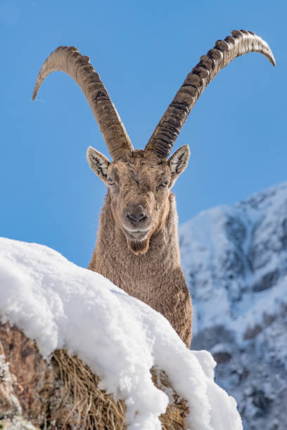 istock The King of the Alps mountains (Capra ibex) 1225341852