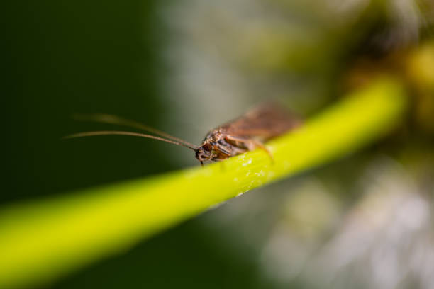 istock rare insect on dandelion, spring, English garden 1225343431