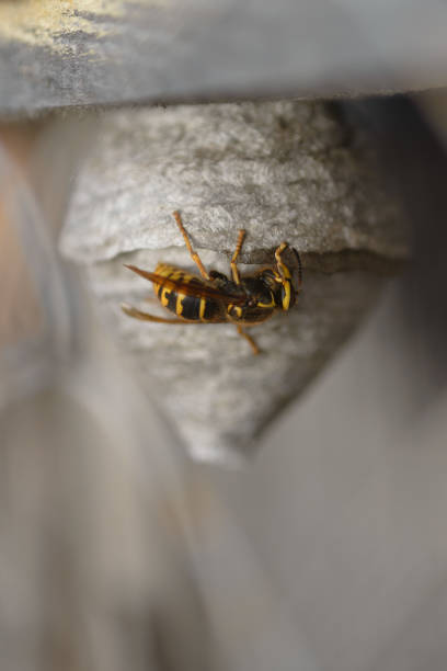istock A large yellow hornet wasp builds its hive. 1225343491