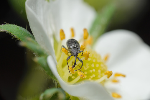 A black weevil beetle on a white strawberry flower. Selective focus, copy space