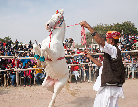 Bikaner, India - January 12, 2019: Marwari white horse prances during camel fair in Rajasthan state. The Marwari or Malani is a rare breed of horse from the Marwar region of India