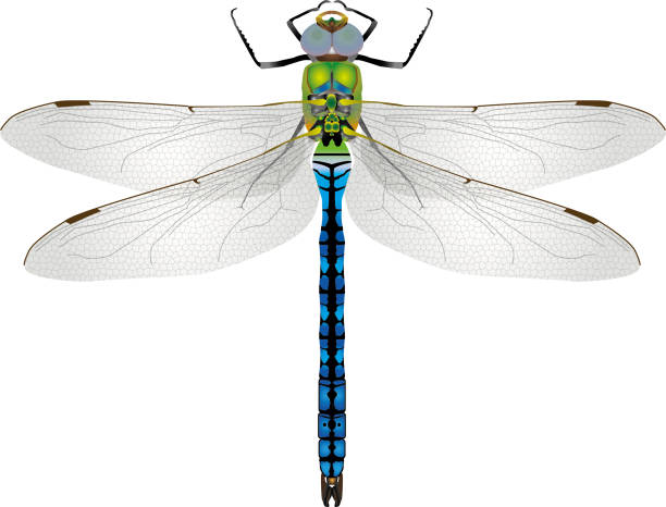 istock macro/closeup of a Emperor dragonfly,anax imperator, as a vectorial illustration 1225346934