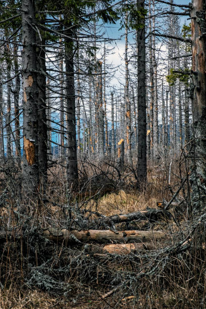 istock Kohut hill, Stolica mountains, Slovakia, forest calamity 1225347057