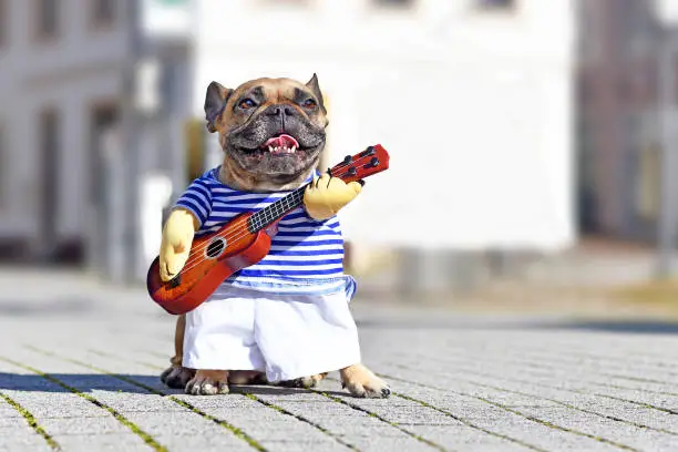 Photo of French Bulldog dog dressed up as street perfomer musician wearing a funny costume with striped shirt and fake arms holding a toy guitar standing in city on sunny day