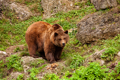 Brown bear photographed in the zoo