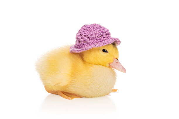 istock little duckling in a hat 1225349382