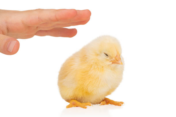 children hand stroking a chicken - baby chicken young bird young animal easter imagens e fotografias de stock