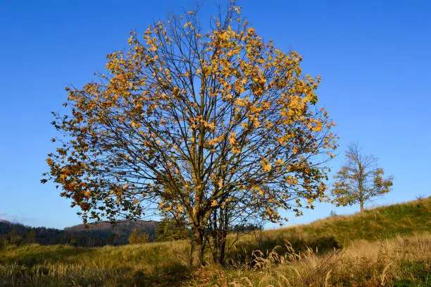 Autumn foliage, lonely maple tree loosing leaves, forest in Croatia, Gorski kotar