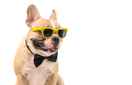 Cute  brown french bulldog wear sunglasses with black bow tie hungry and makes mouth water isolated on white background, pet and animal concept