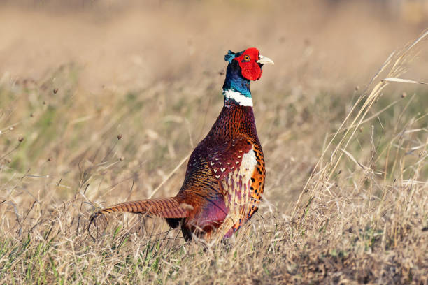 istock Common Pheasant male, Phasianus colchicus in natural habitat 1225351126
