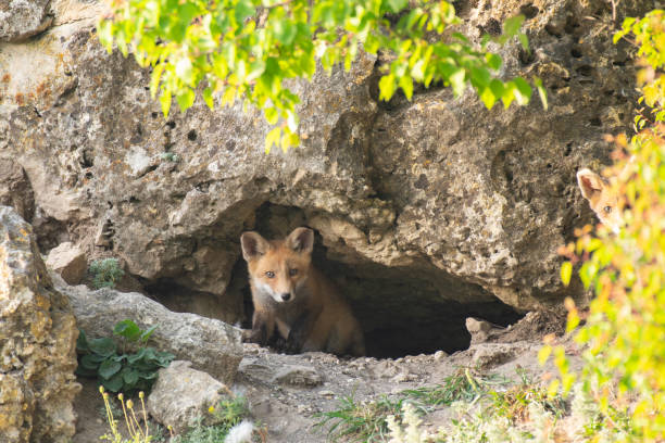 dos pequeños zorros rojos cerca de su agujero. vulpes vulpes - madriguera fotografías e imágenes de stock