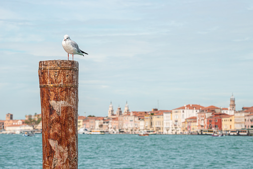 Blur view over Venetian Grand Canal downtown and a Seagal sitting on the wooden dock post, Venice, Italy