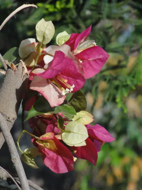 Photo of Beautiful and colorful Bougainvillea flower at home garden