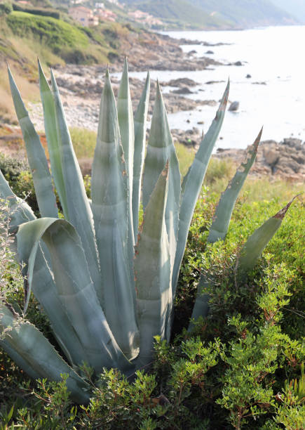 아가베 식물의 매우 큰 잎 - agave italy aloe sea 뉴스 사진 이미지