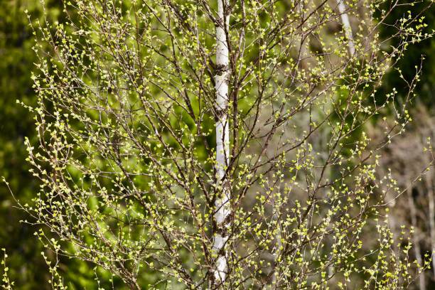 istock Blooming Birch tree with bright green leaves close-up 1225353049
