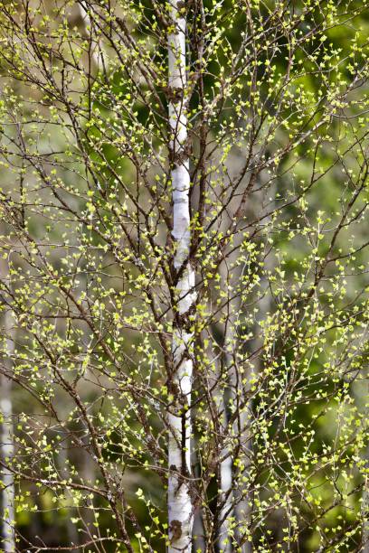 istock Blooming Birch tree with bright green leaves close-up 1225353655