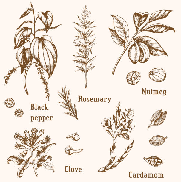 Set of vintage vector spices Set of vintage vector hand drawn spices and herbs. cardamom stock illustrations