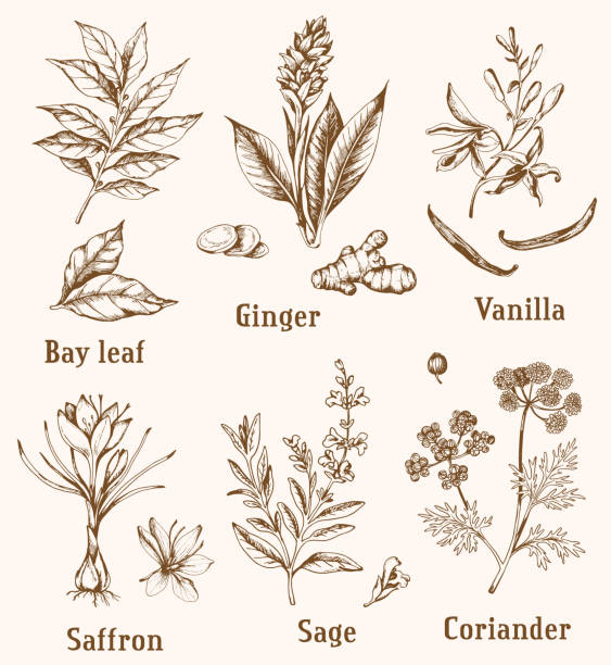 빈티지 손으로 그린 향신료 - ginger ground spice root stock illustrations