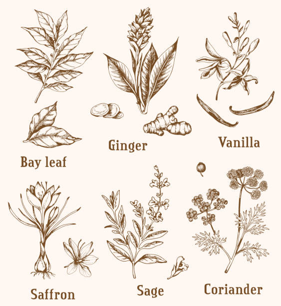 Vintage hand drawn spices Set of vintage vector hand drawn spices and herbs. ginger ground spice root stock illustrations
