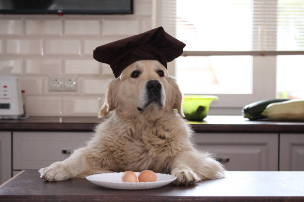 istock Golden retriever with plate of two eggs. 1225354897