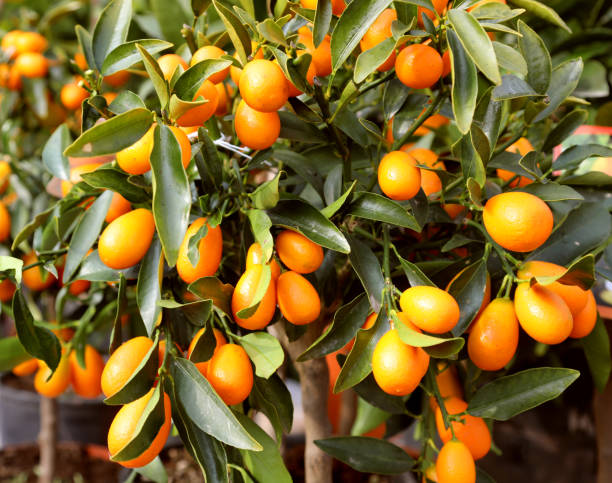 árbol con frutos calle kumquat similar a clementinas pero pequeño - kumquat fotografías e imágenes de stock