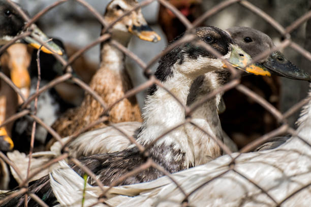Domestic duck peeks out from behind a wire mesh fencing