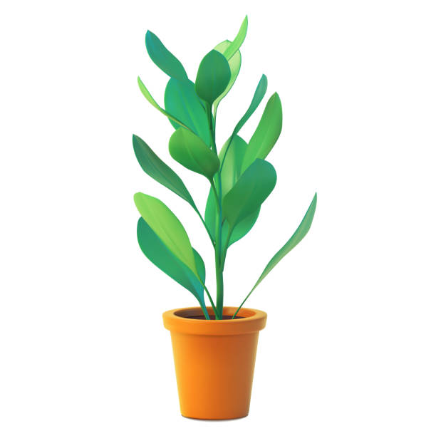 ポット、現実的なフィカスフロントビューで屋内植物のベクトル。白い背景に隔離された3dイラストグリーン観葉植物。 - green fig点のイラスト素材／クリップアート素材／マンガ素材／アイコン素材