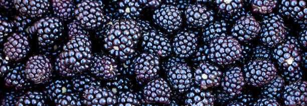 istock blackberry harvest ripe wild berry as background. banner 1225355284