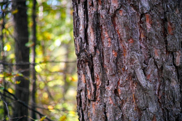 istock Close-up of bark on tree trunk in the foreground in the forest. 1225356696