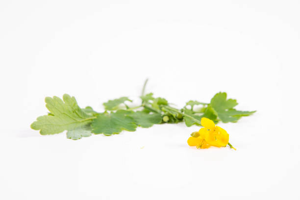 The Swallowwort (Chelidonium majus) on a white background