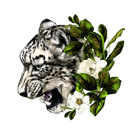 Jaguar snout snarl in profile round composition decorated with flowers and leaves of Magnolia and rosehip, sketch vector graphics color illustration on a white background