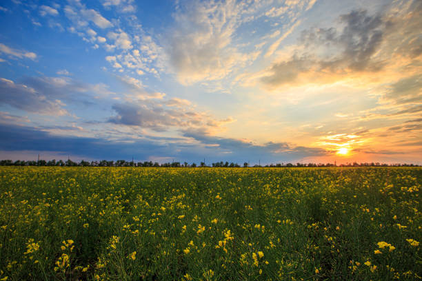Rapeseed blooms on a field at sunset or dawn.
