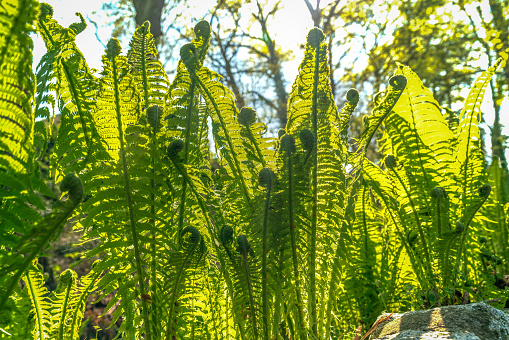 Close up of lush green ferns in bright spring sunshine