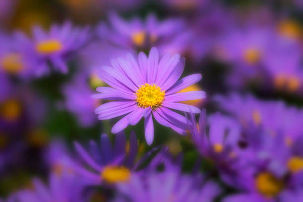 daisy or purple Bellis perennis or purple daisy flower or violet flower