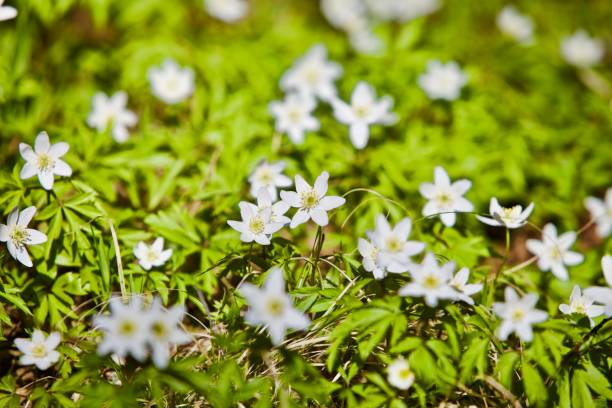 istock Bright white spring flowers in the forest close-up 1225359335