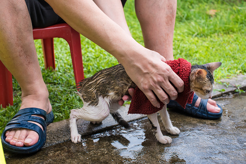 Adult man using soap and wet cloth to clean the little kitten at front yard garden during quarantine and isolation period on pandemic.