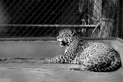 Image of leopard inside of cage.