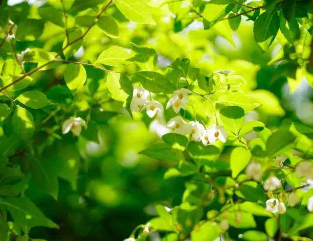 Blossoms of Japanese snowbell under the fresh green leaves.
