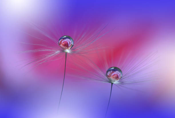 Nature,Dandelion,Drops,Water,Flower hermosa naturaleza background.macro toma de increíble primavera diente de león flowers.art .close up photography.conceptual abstract photo.fantasy floral art.creative artistic wallpaper.blue color.white daisy.colorful,colors,plant. gota de agua. ro