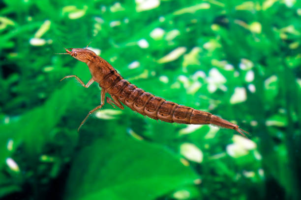 istock Great Diving Beetle, dytiscus marginalis, Larvae in Water, Normandy 1225361813