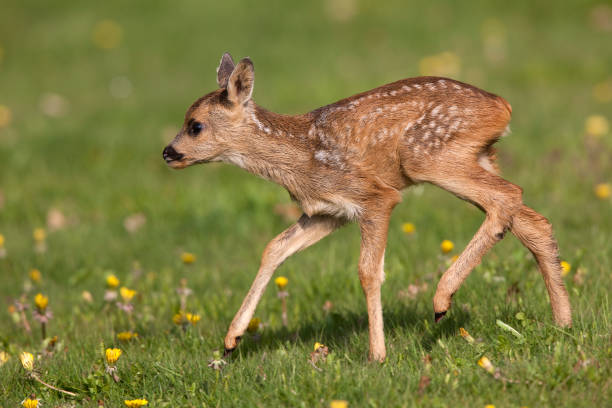 istock Roe Deer, capreolus capreolus, Foan with Flowers, Normandy 1225362007