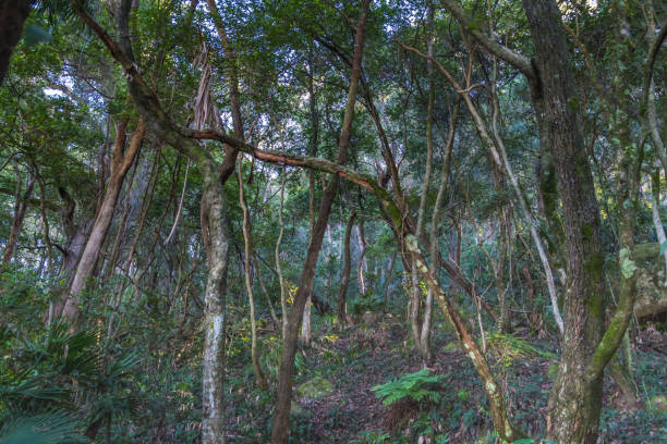 istock Into the Rain Forest on the Central Coast 1225362200