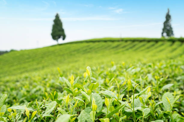 Tea plantation on the top of the mountain Tea plantation on the top of the mountain yunnan province stock pictures, royalty-free photos & images