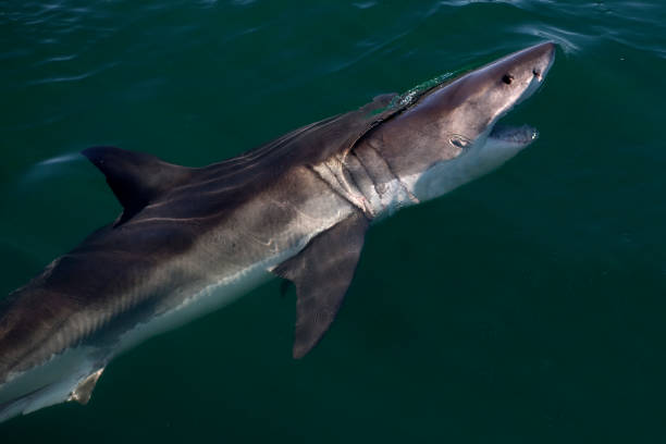 istock GREAT WHITE SHARK carcharodon carcharias, FALSE BAY IN SOUTH AFRICA 1225363333