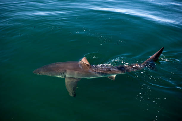 istock GREAT WHITE SHARK carcharodon carcharias, FALSE BAY IN SOUTH AFRICA 1225363363