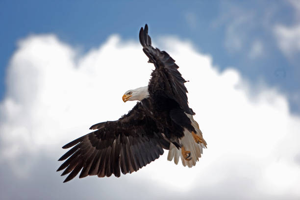 istock BALD EAGLE haliaeetus leucocephalus, ADULT IN FLIGHT 1225363367