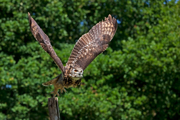 Eagle owl in flight