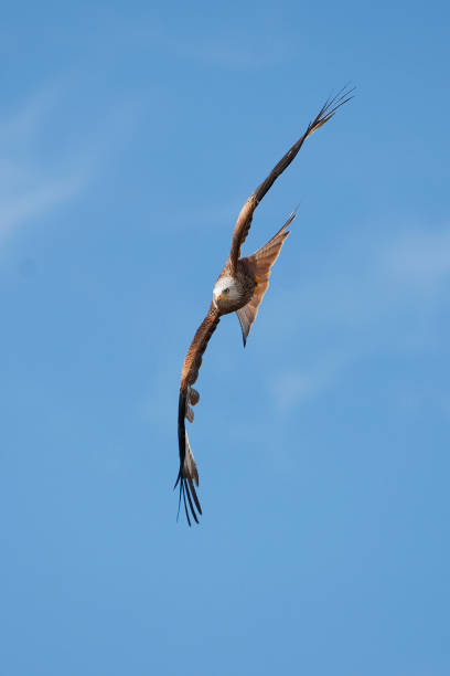 istock RED KITE milvus milvus, ADULT IN FLIGHT 1225363676